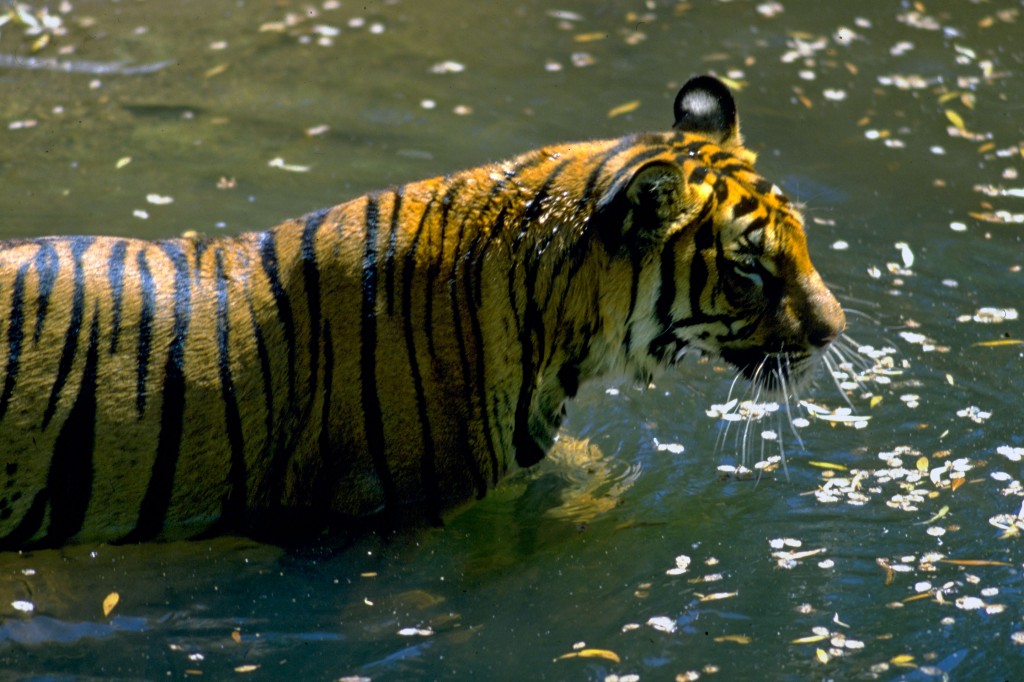 Tiger i vand