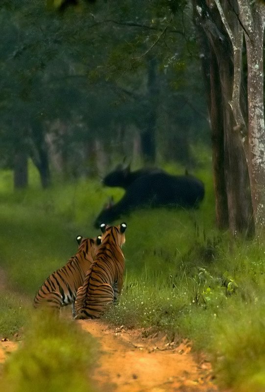 c Gauer okse Bos gaurus tigere fotograf Yathin