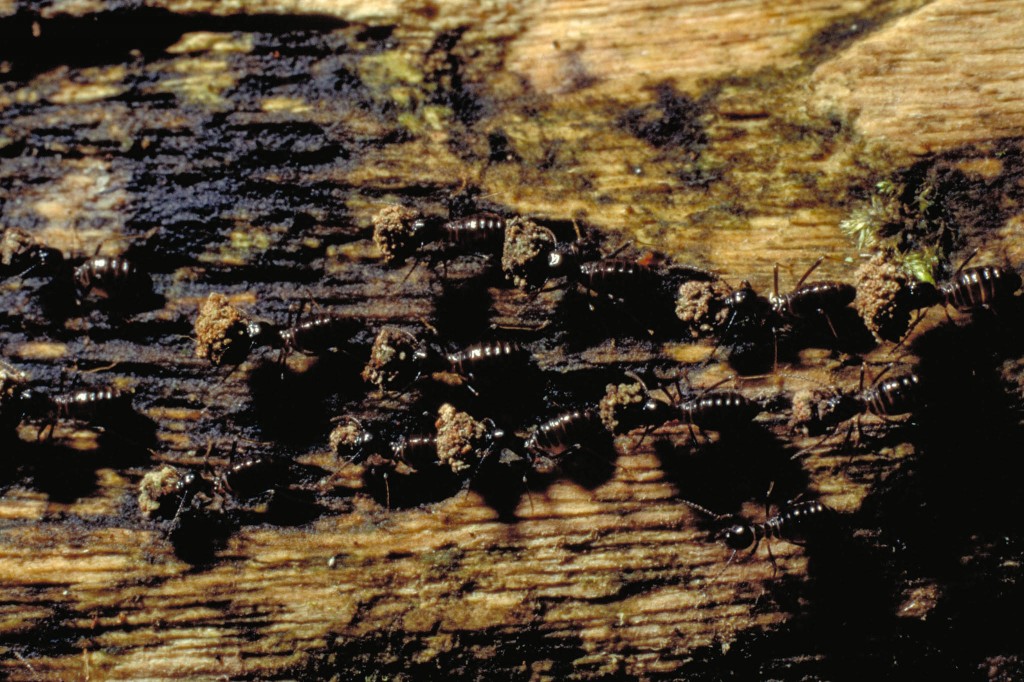 IMG traeaeder termitter nedbrydere