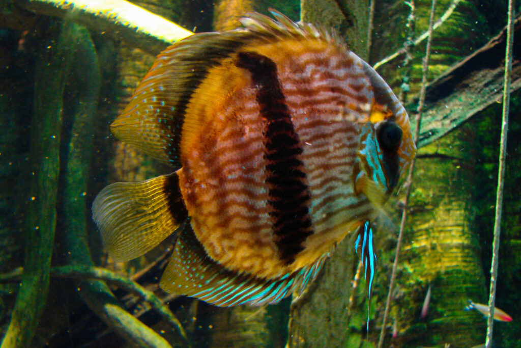 Discusfisk Symphysodon fisk RT