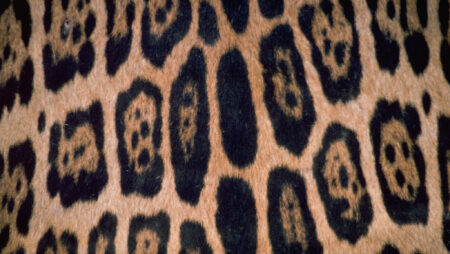 Jaguar og leopard pletter