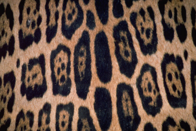 Jaguar og leopard pletter