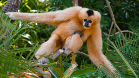 Gibbon