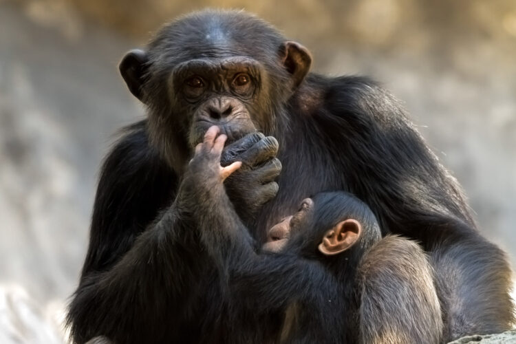 Chimpanse i Afrika
