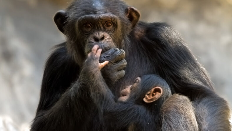Chimpanse som altæder