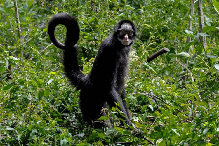 Primater i Sydamerika