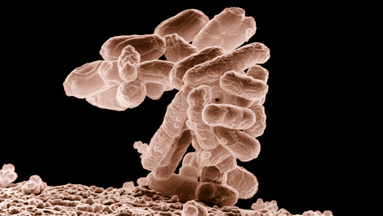Mikroorganismer