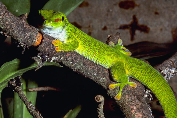 Gekko