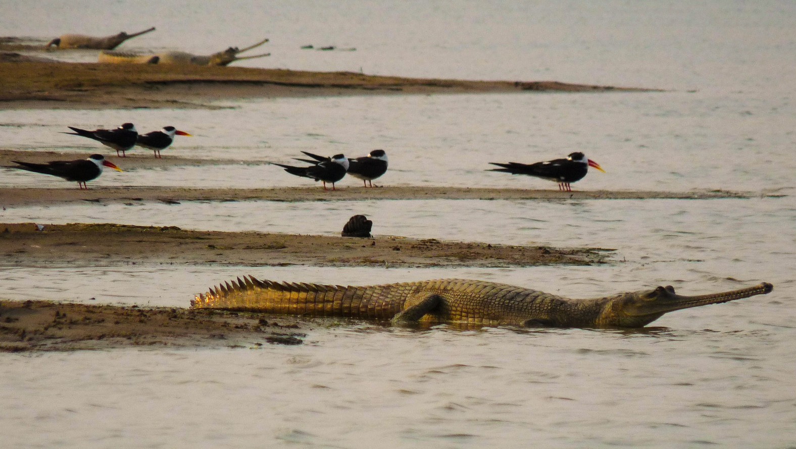 Gavial