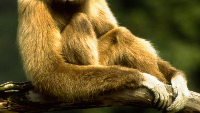 Gibbon imellem trækronerne