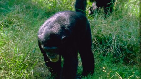 Chimpanser i de lavere træer