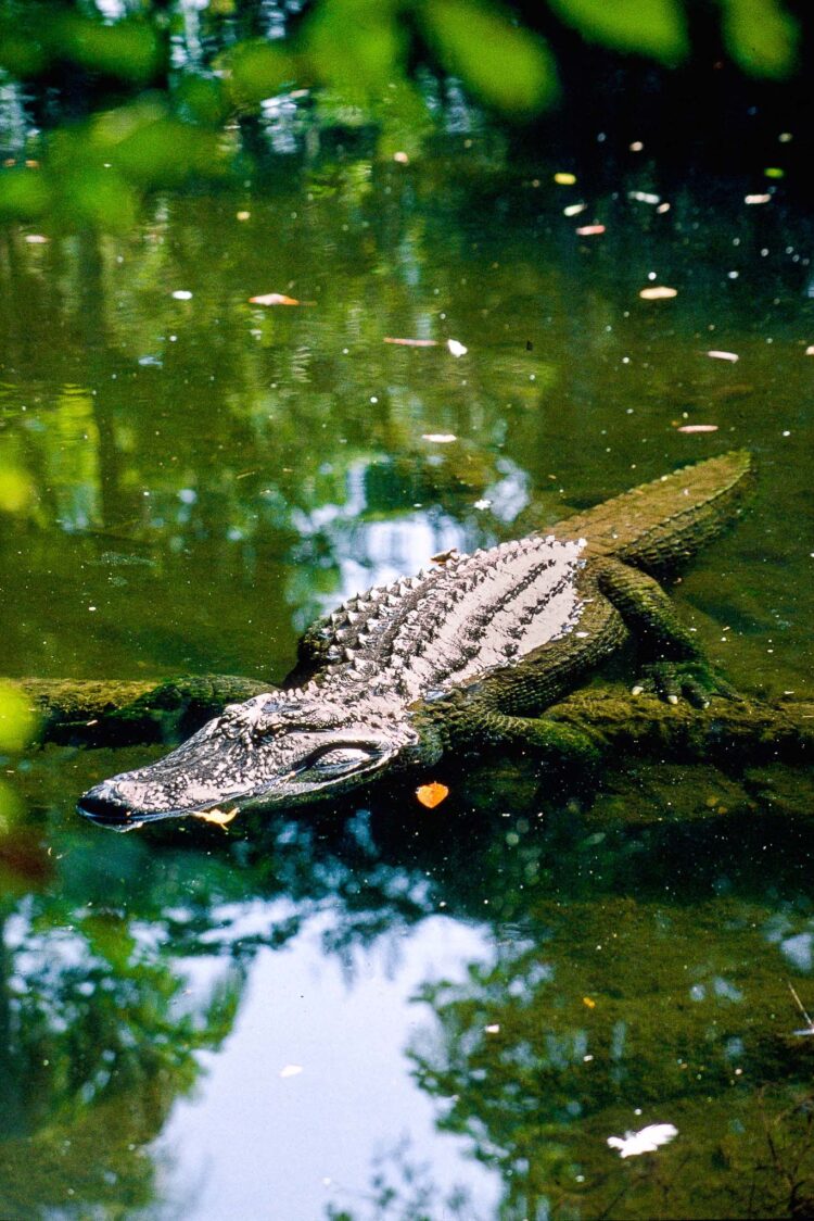 Krokodiller i mangrove
