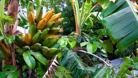 Bananplante