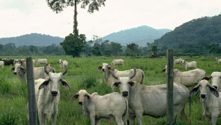 Kvægdriver i Brasilien