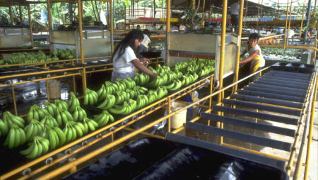 Bananarbejderen i Costa Rica