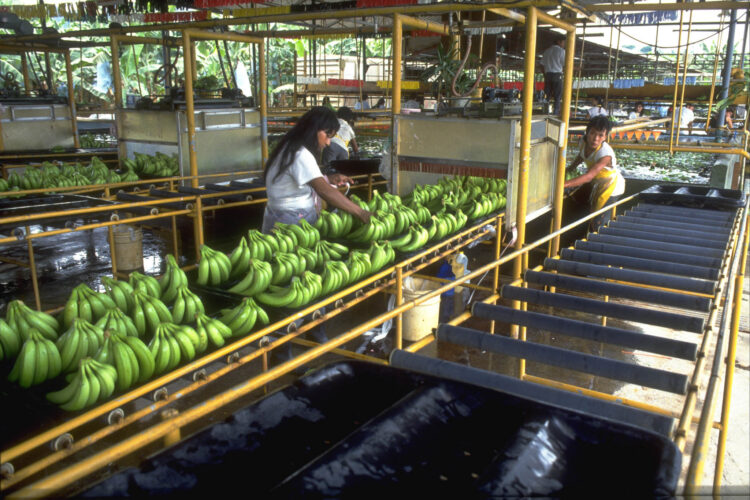 Bananarbejderen i Costa Rica