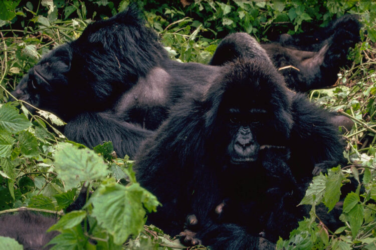 Gorillaernes liv i skovbunden