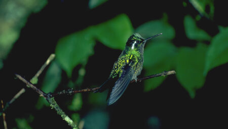 Kolibri og solfugl som nektarædere