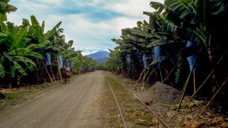 Bananplantager