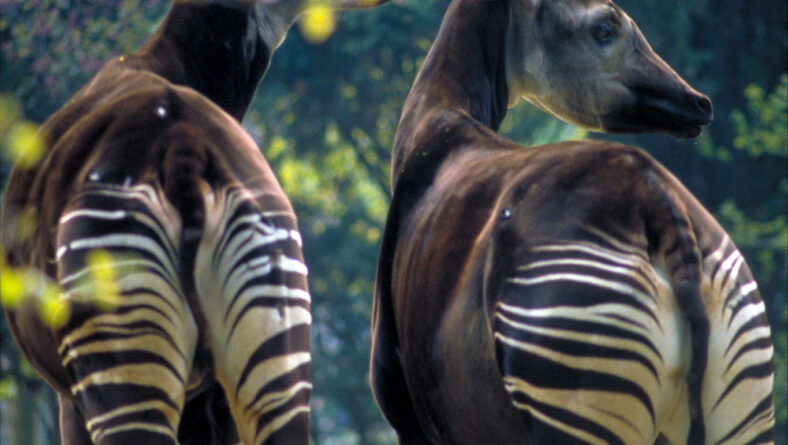 Okapi i Afrika