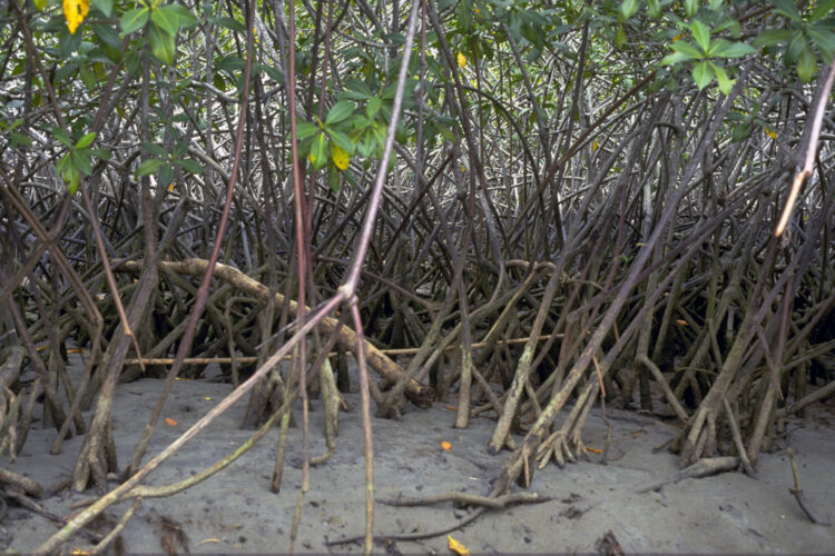 Mangrove regnskove