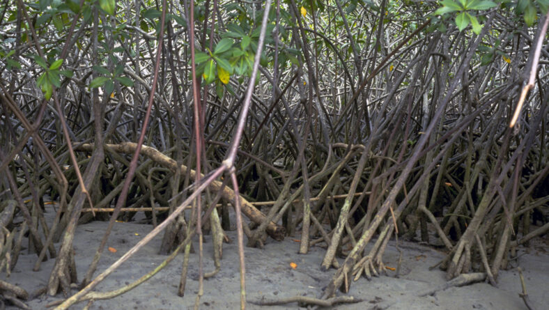 Mangrove regnskove