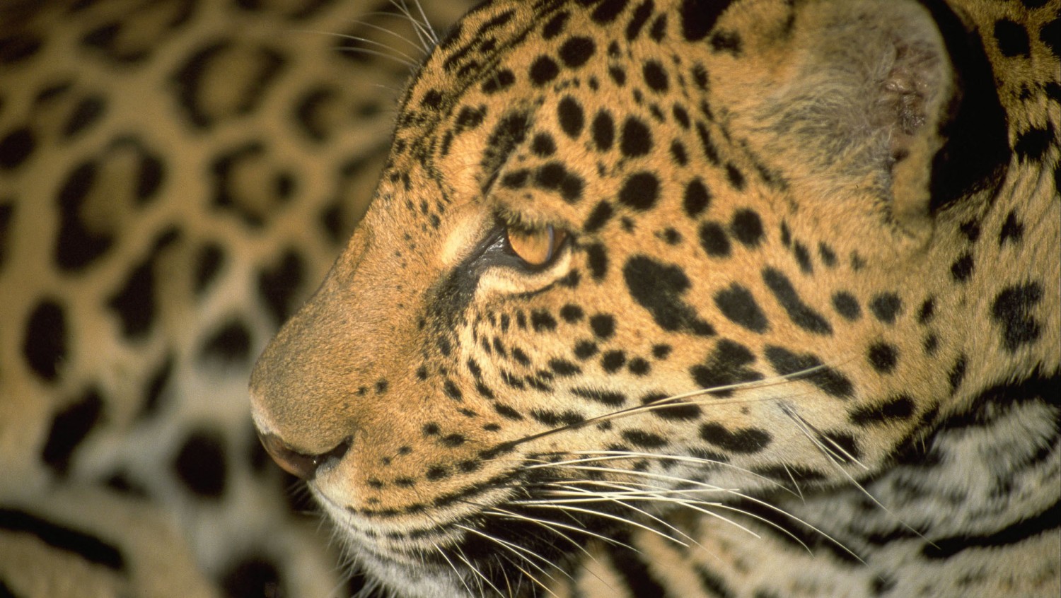 Manat også kaldet søko