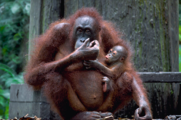 Orangutang’er på Sumatra