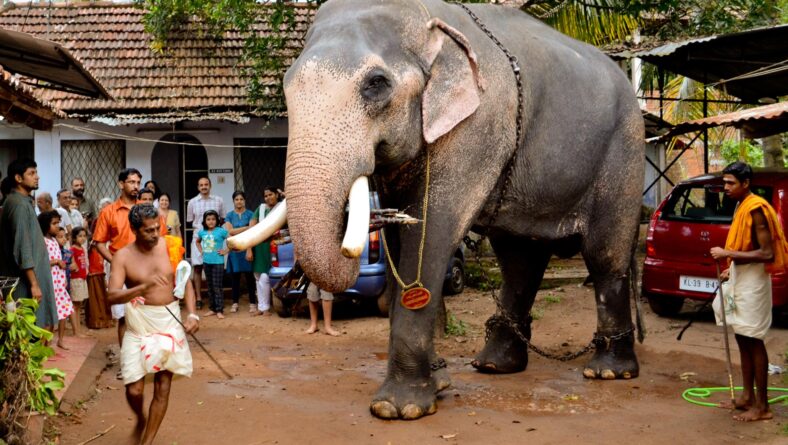 Elefant i Sydøstasien