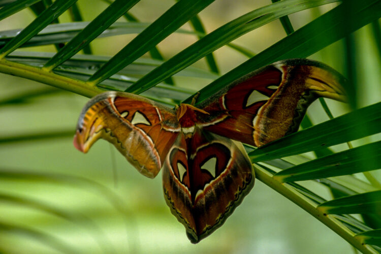 En sommerfuglefarm i Malaysia