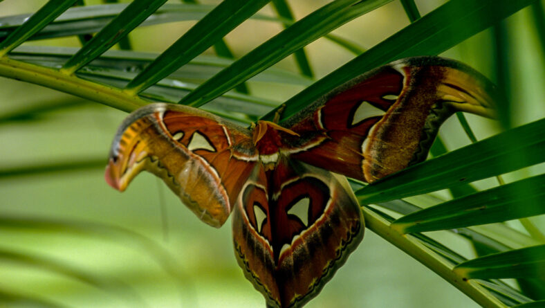 En sommerfuglefarm i Malaysia