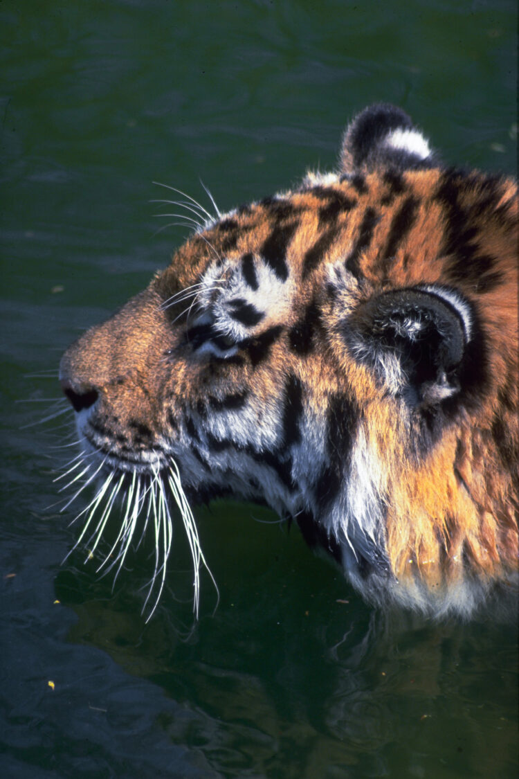 Tiger i Sydøstasien